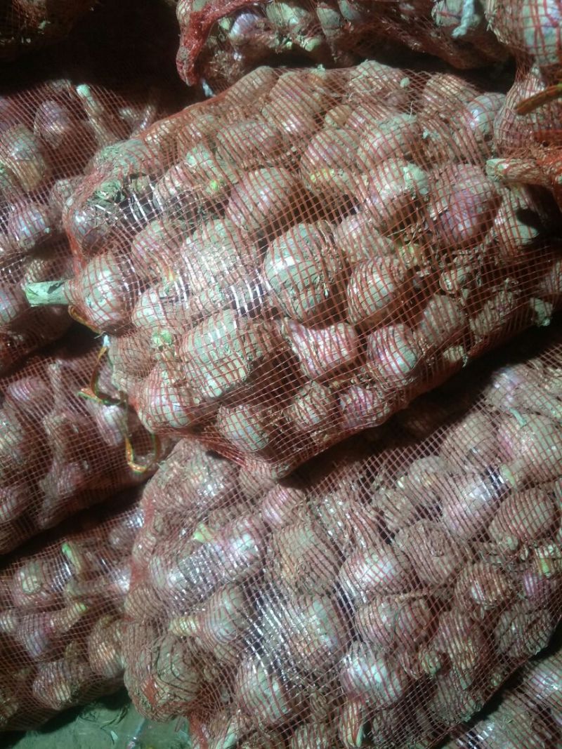 【精品】河南大蒜中牟大蒜紫皮大蒜产地直供保质保量!