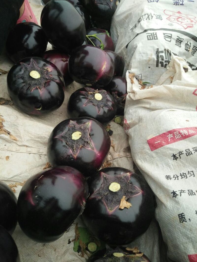 紫光圆茄5两以上