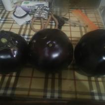 紫光圆茄5两以上