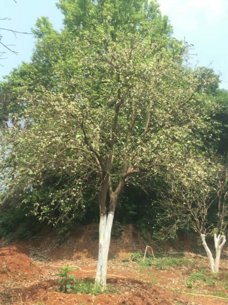 香泡