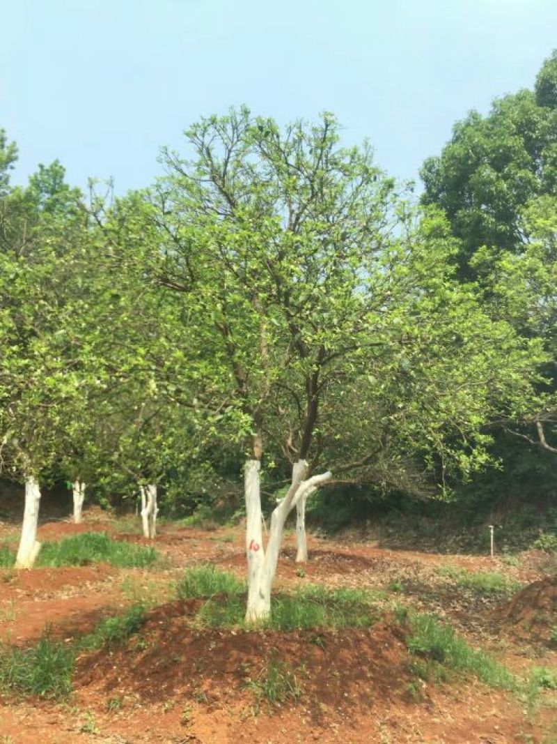 香泡
