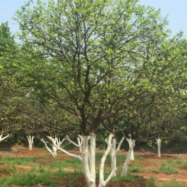 香泡