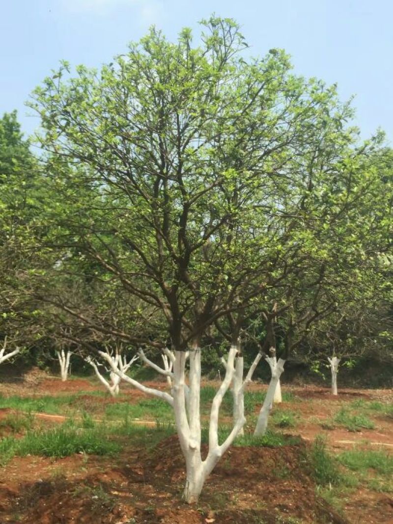 香泡