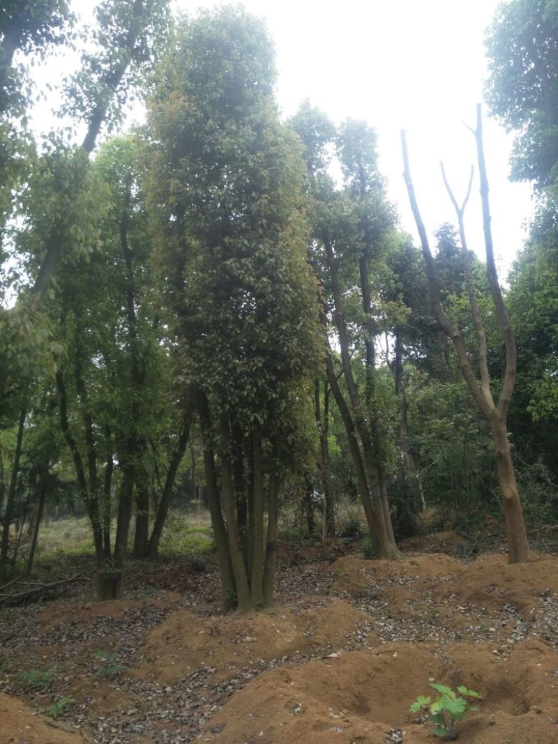 多杆香樟