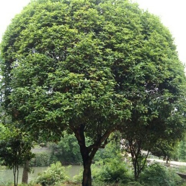 桂花