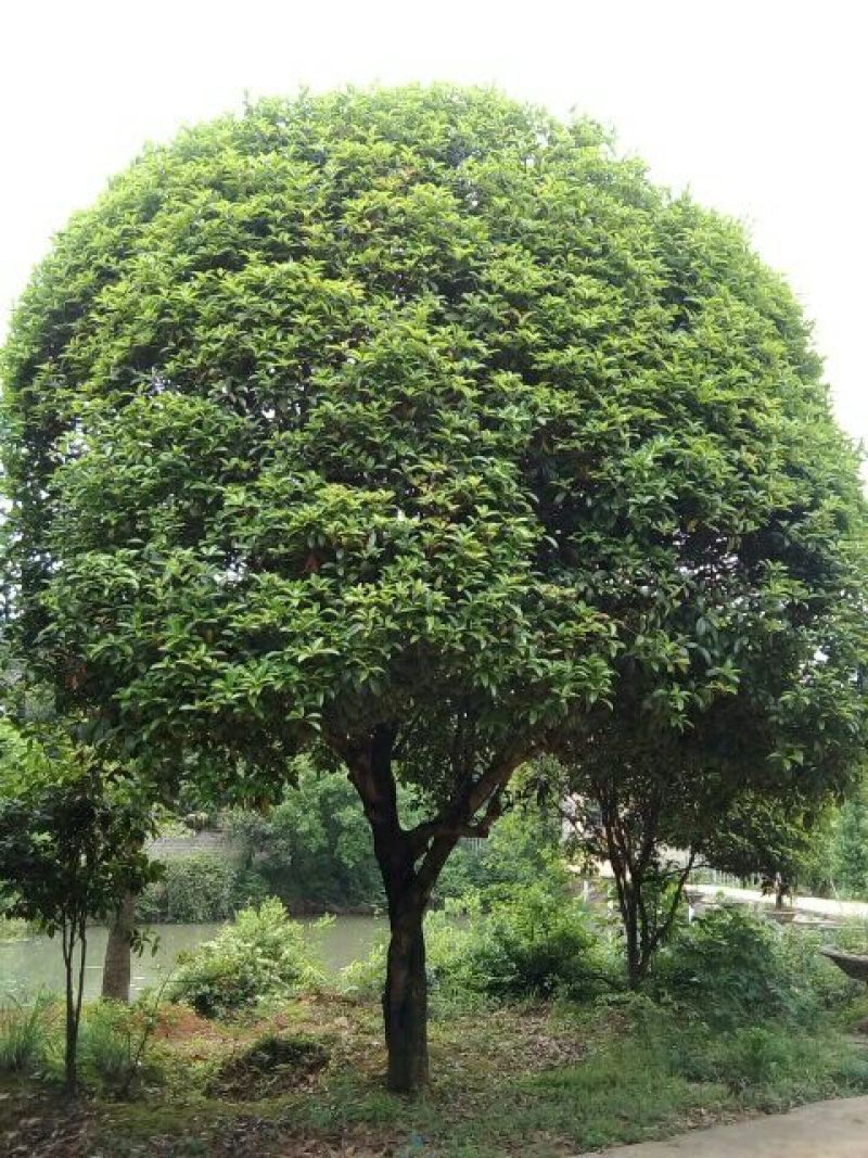 桂花