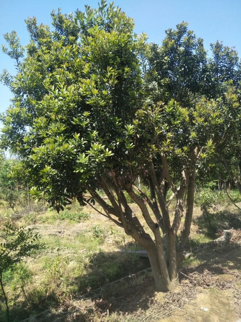 杨梅树