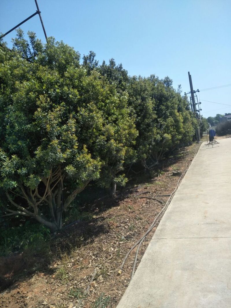 杨梅树