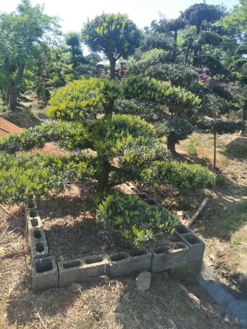 罗汉松