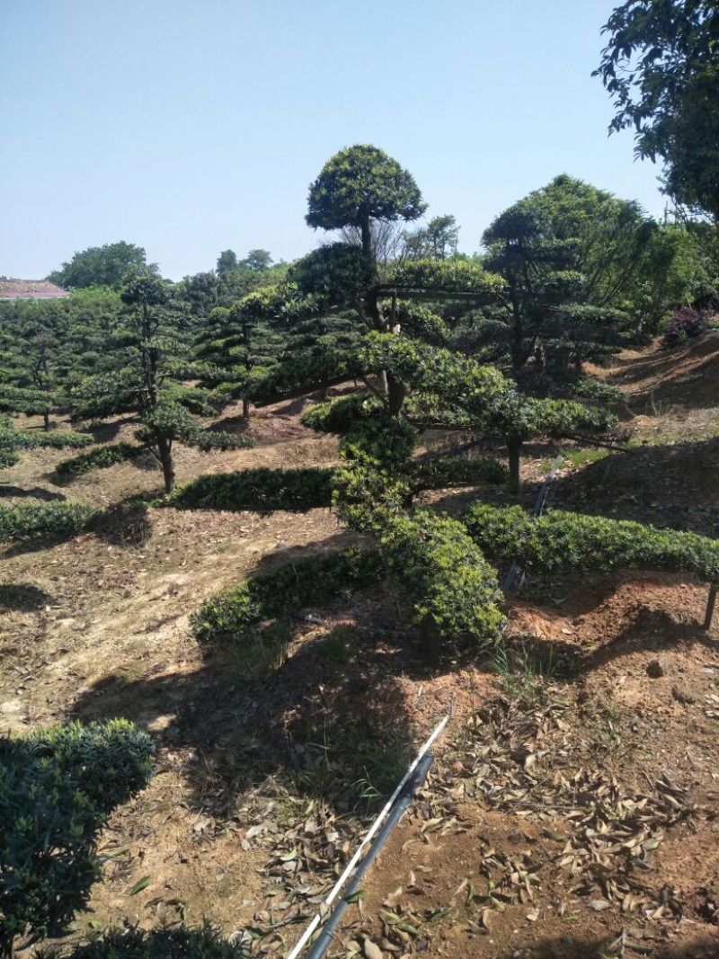 罗汉松