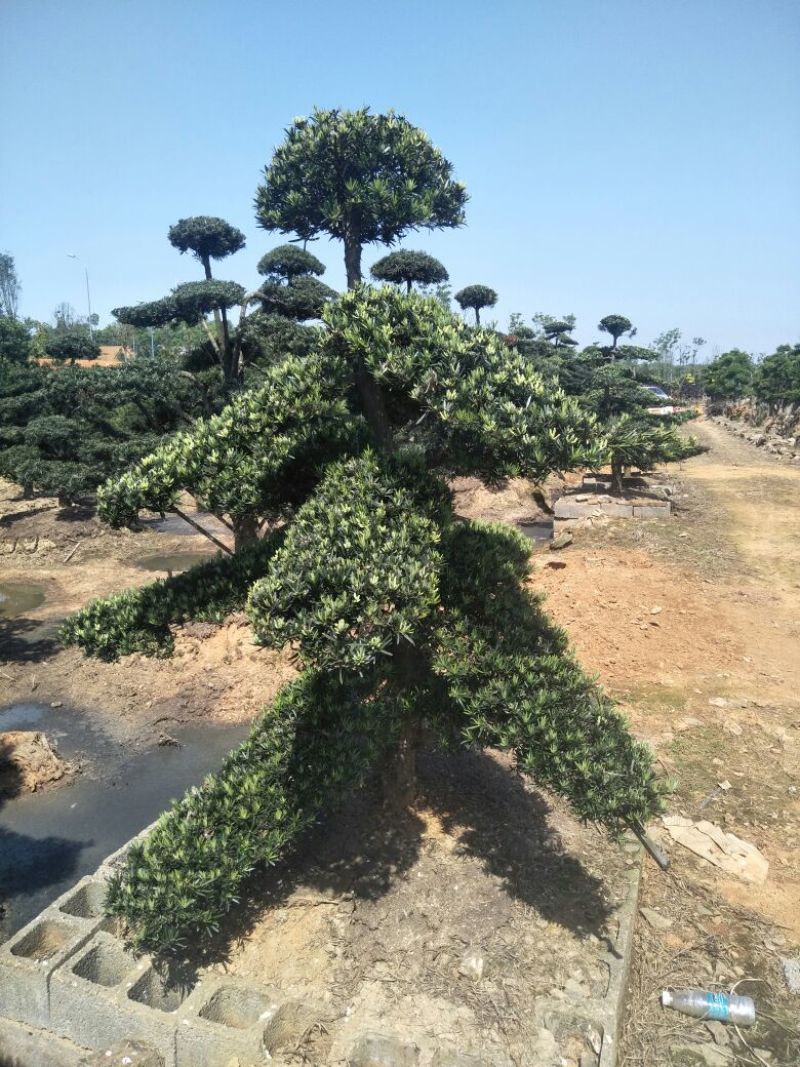罗汉松