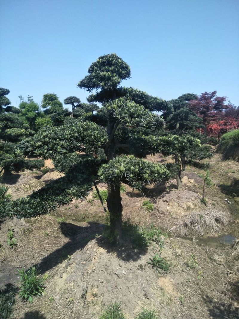 罗汉松
