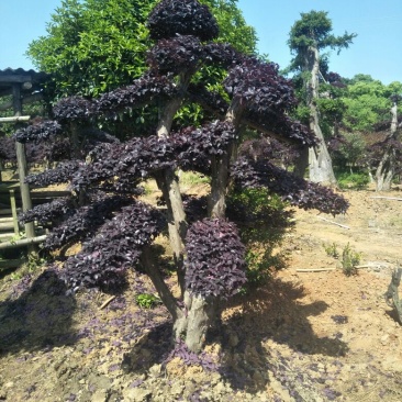 红继木桩