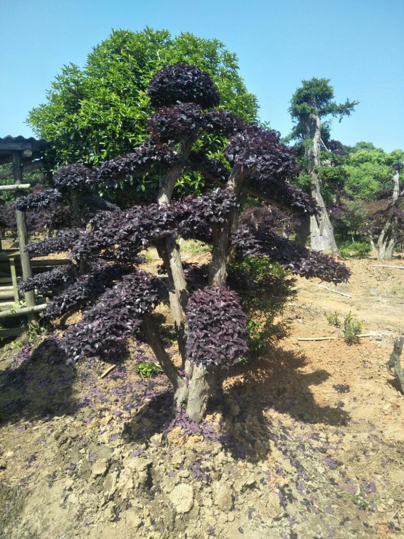 红继木桩