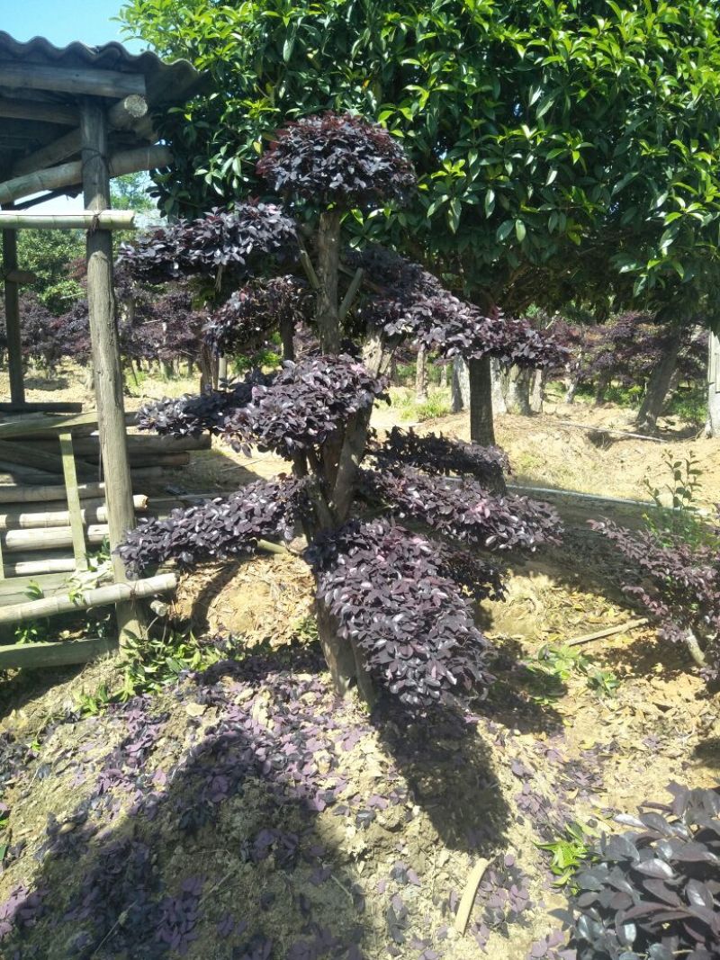 红继木桩