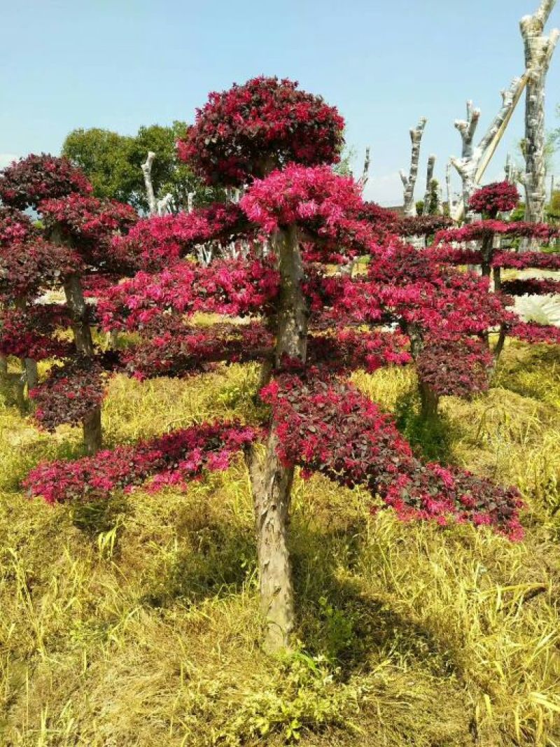 红继木桩