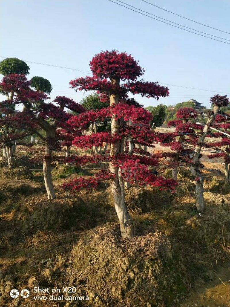 红继木桩