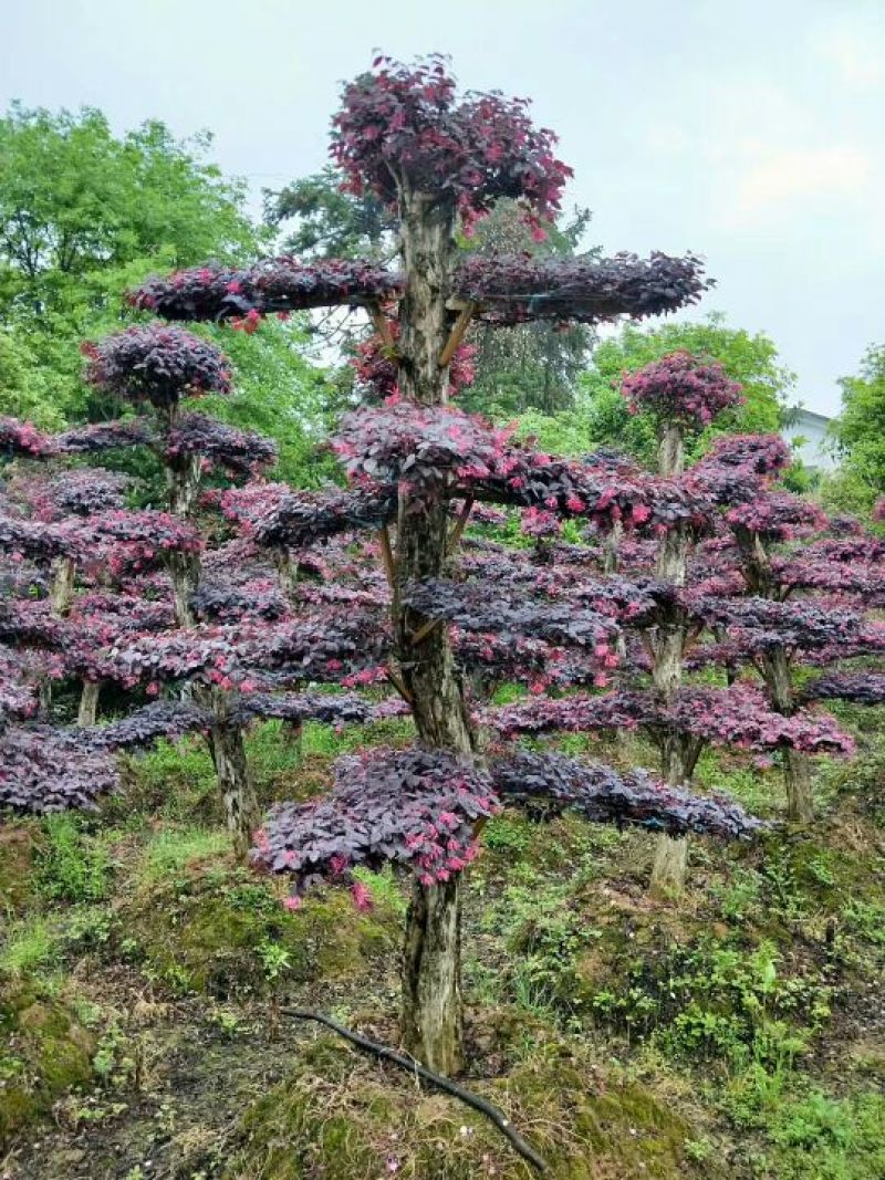 红继木桩