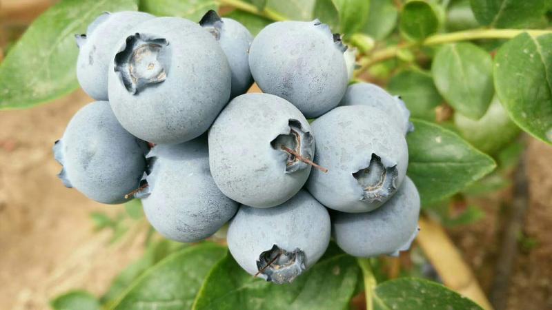 蓝丰蓝莓12~14mm以上鲜果
