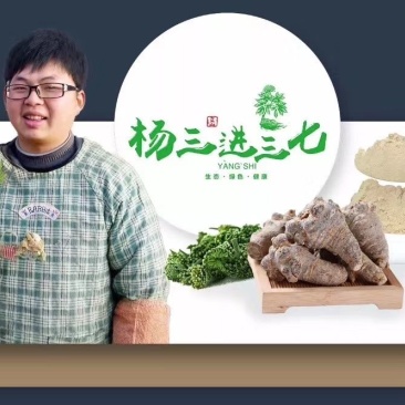 三七40头.厂家批发.足头药厂专供种植
