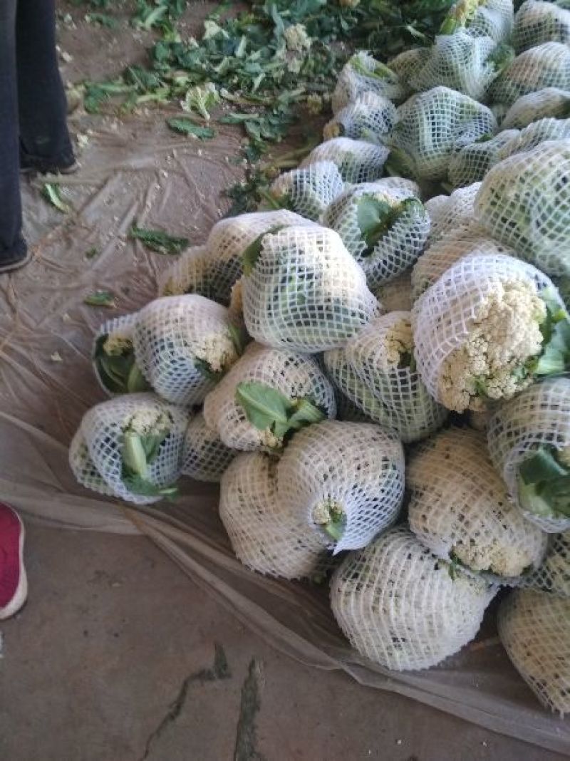 菜花紧花1~2斤乳白本地大量现货，