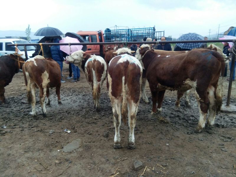 西门塔尔牛犊200~300kg