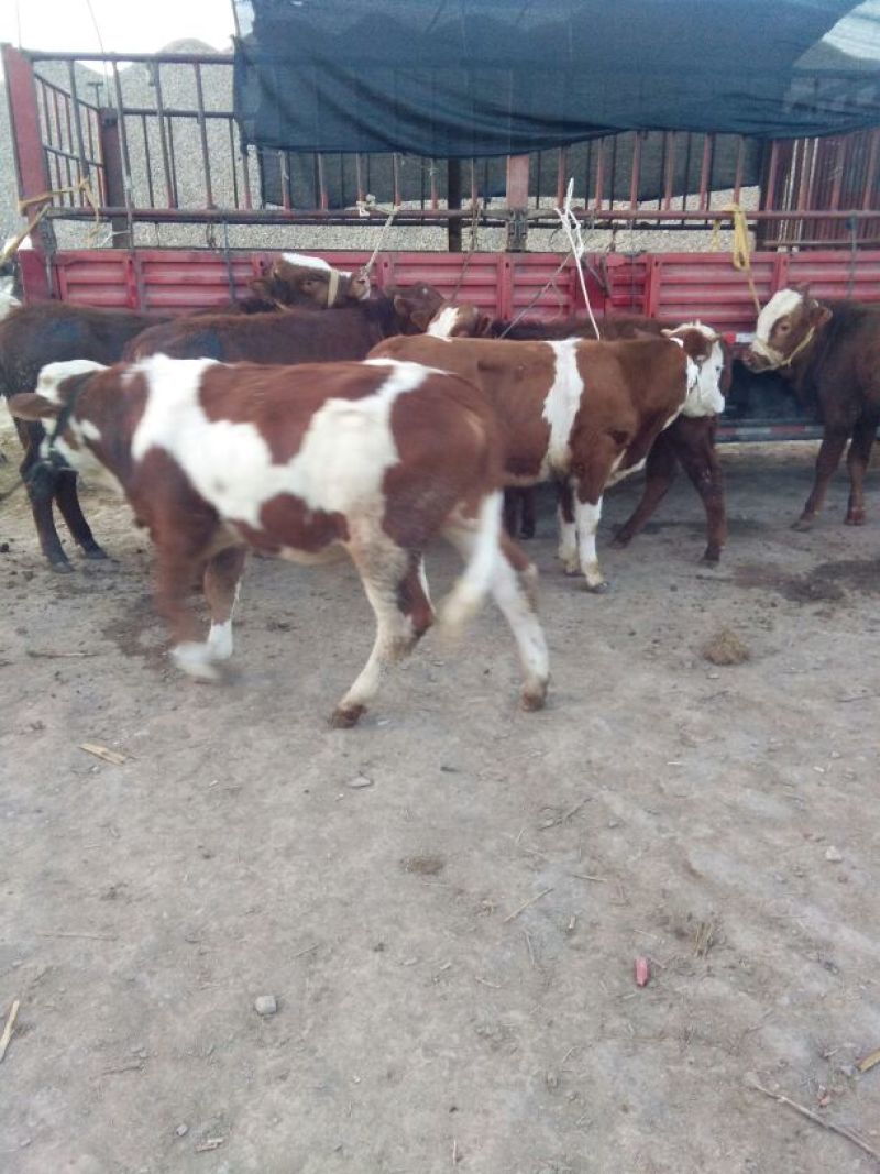 西门塔尔牛犊200~300kg