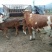 西门塔尔牛犊200~300kg