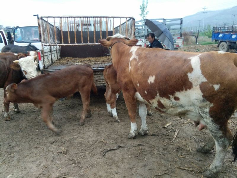 西门塔尔牛犊200~300kg