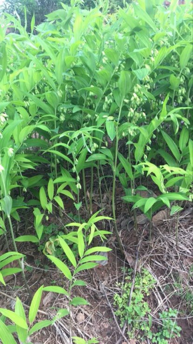 农户新鲜玉竹，有机化肥种植