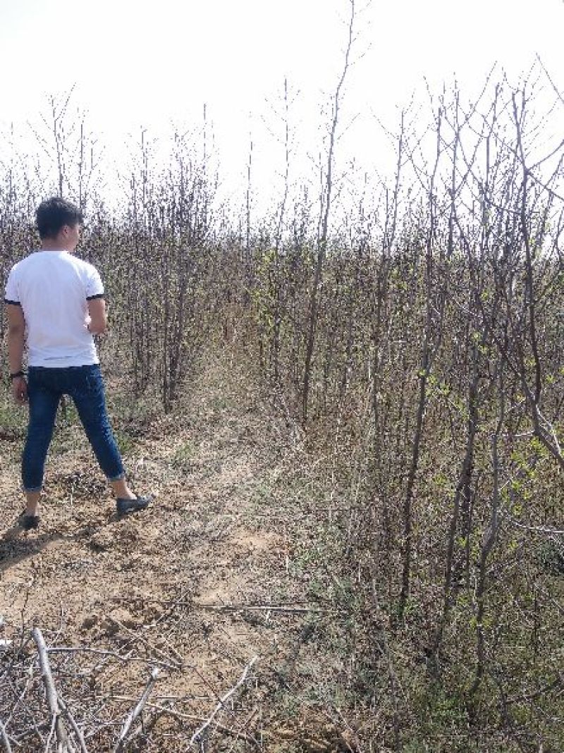 2公分枣树苗价格枣树苗冬枣树苗骏枣树苗