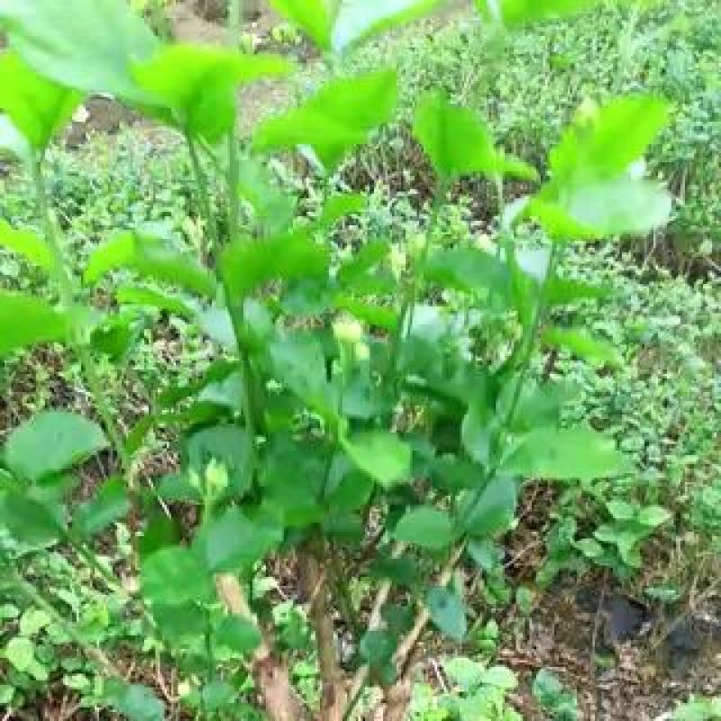 茉莉花苗