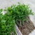 茉莉花苗