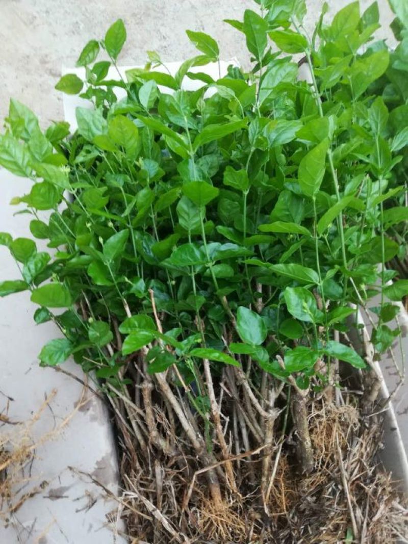 茉莉花苗