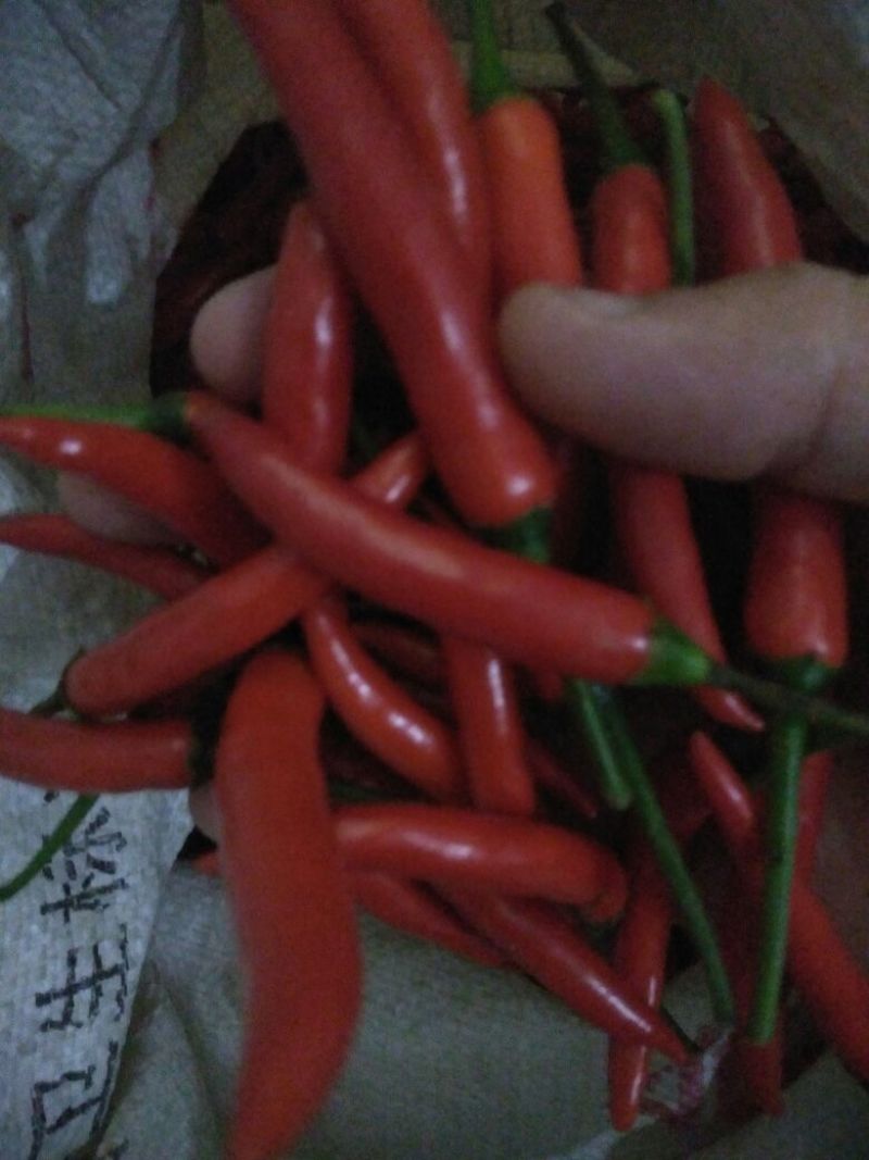 朝天椒5~10厘米特辣新鲜货源，有的老板可以