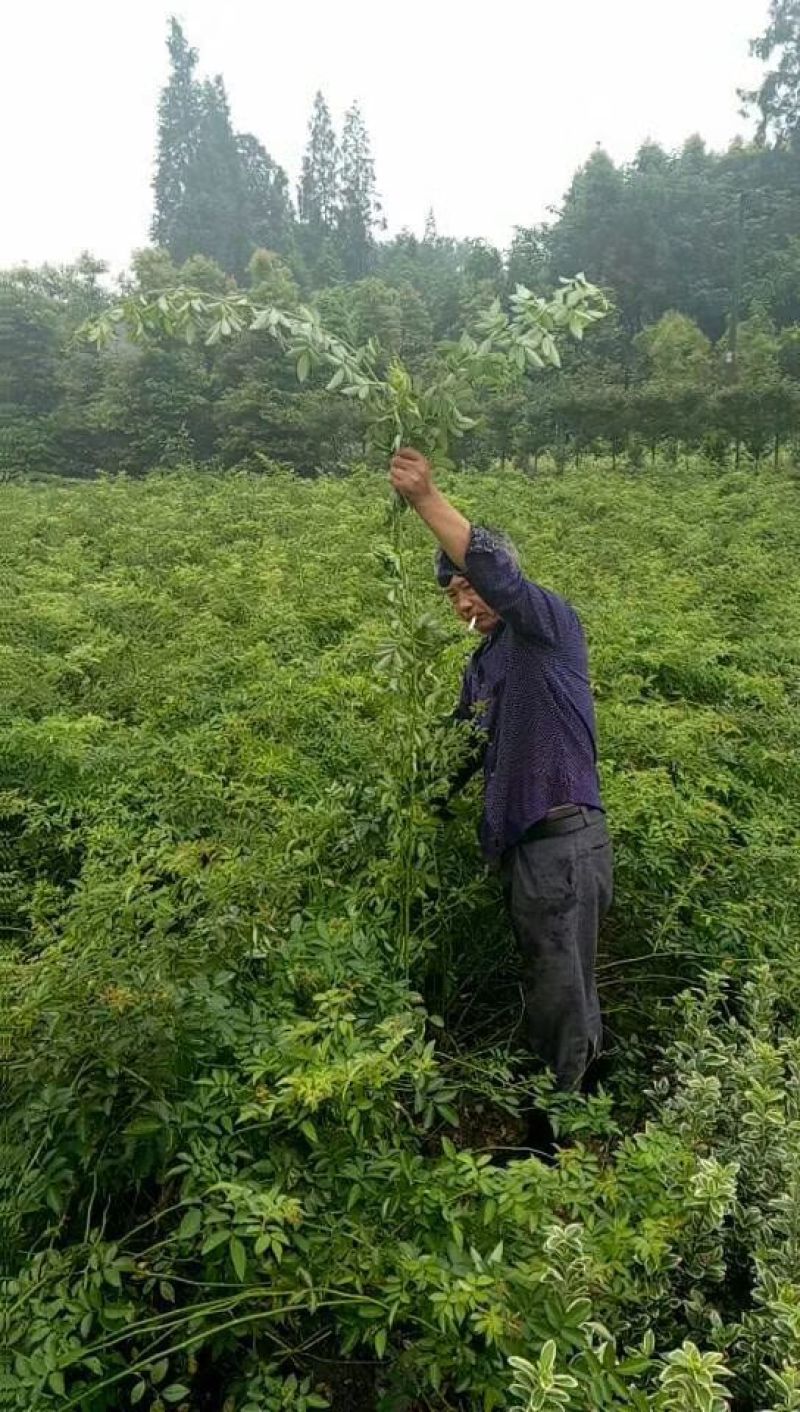 无刺蔷薇