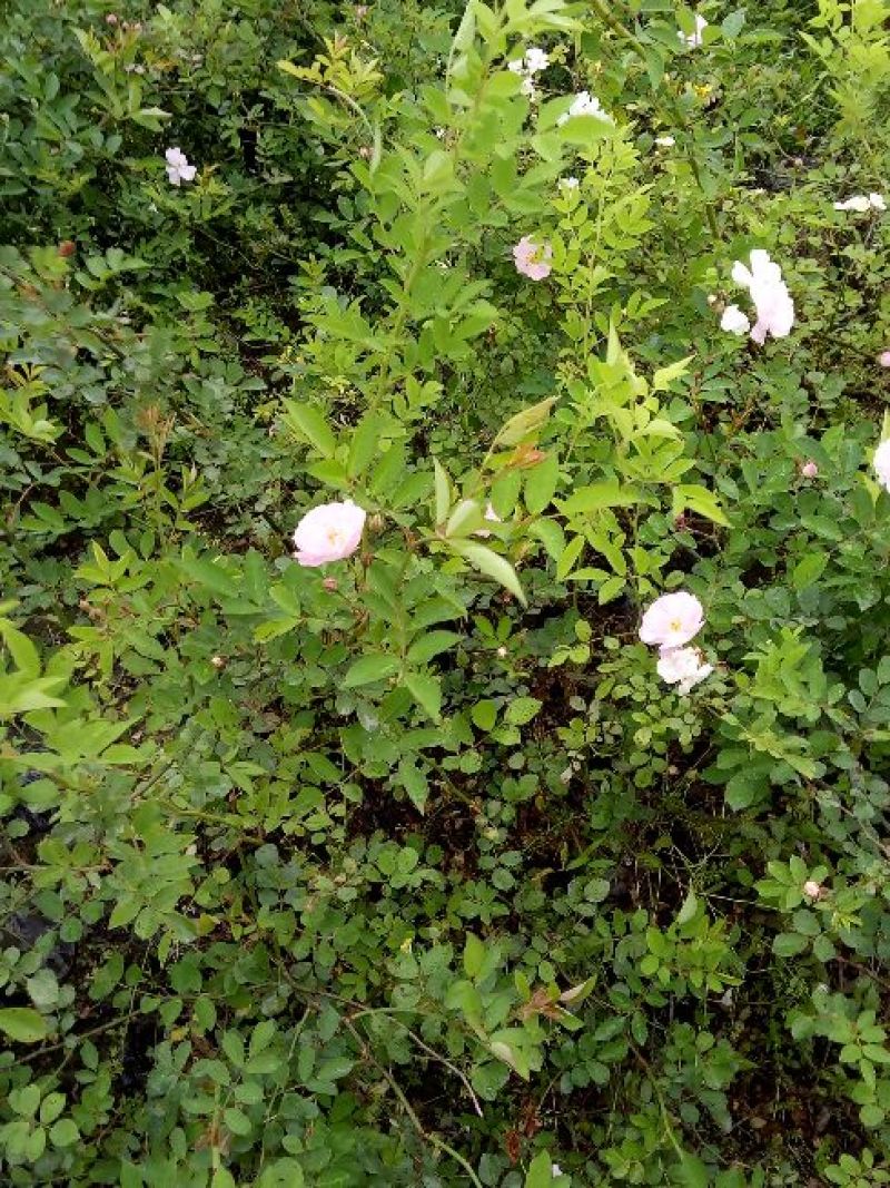 无刺蔷薇