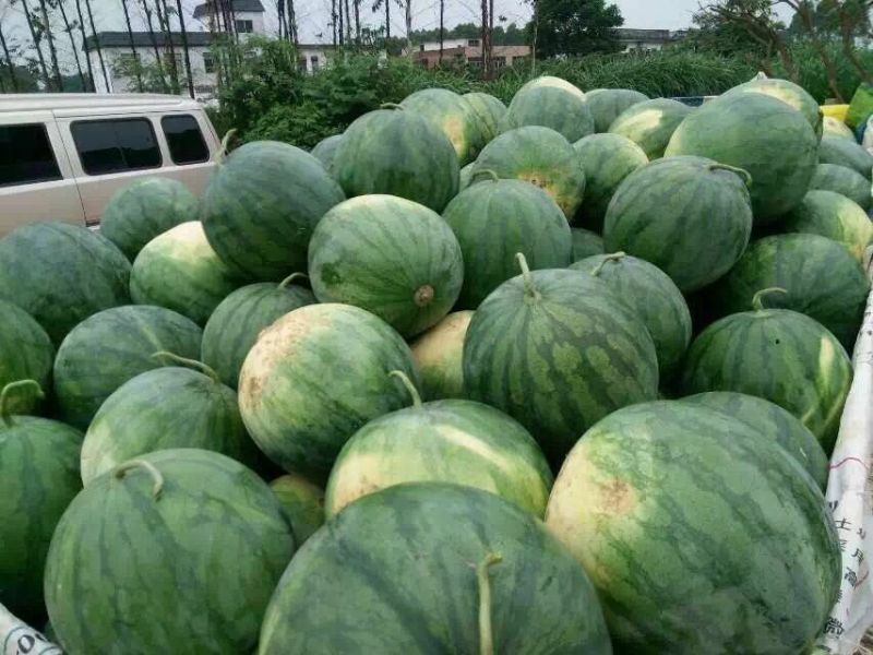 无籽西瓜8斤打底8成熟1茬