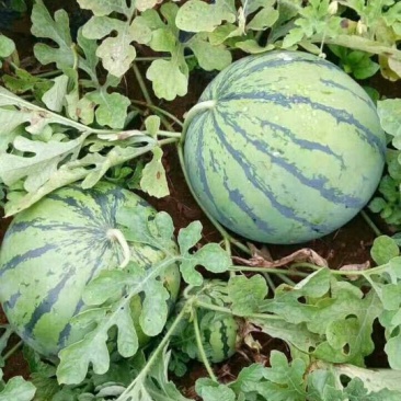 京欣西瓜8斤打底8成熟1茬