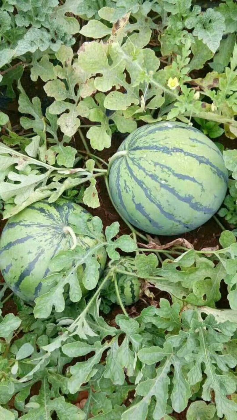 京欣西瓜8斤打底8成熟1茬