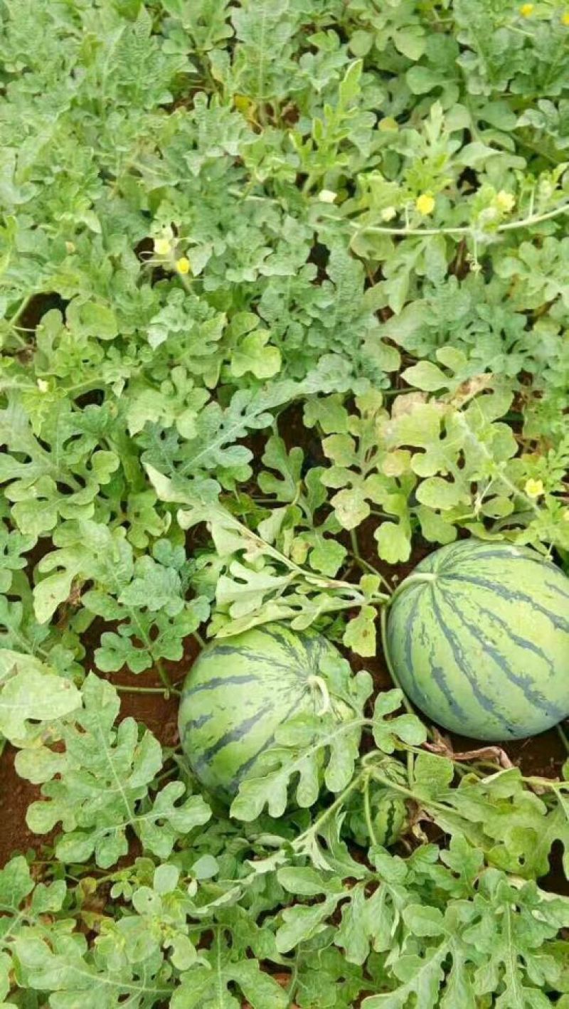 京欣西瓜8斤打底8成熟1茬