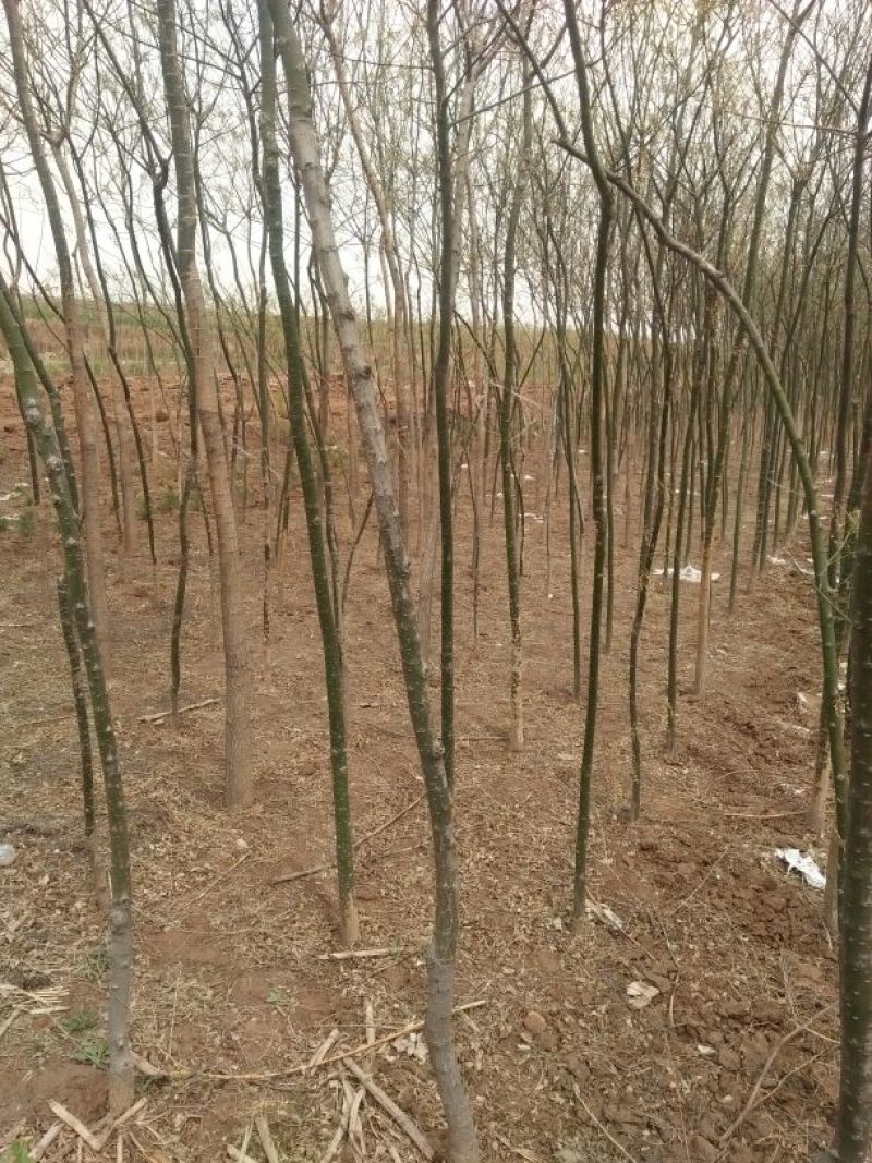 国槐1米以下4~6cm4~6cm