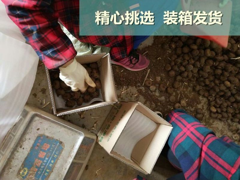 2021年新货荸荠荔浦马蹄新鲜马蹄中国马蹄之乡荔浦