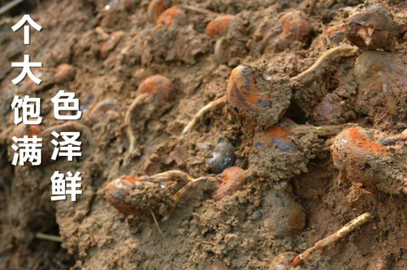 2020年新货荔浦马蹄荸荠水果马蹄大号五斤装一件代发
