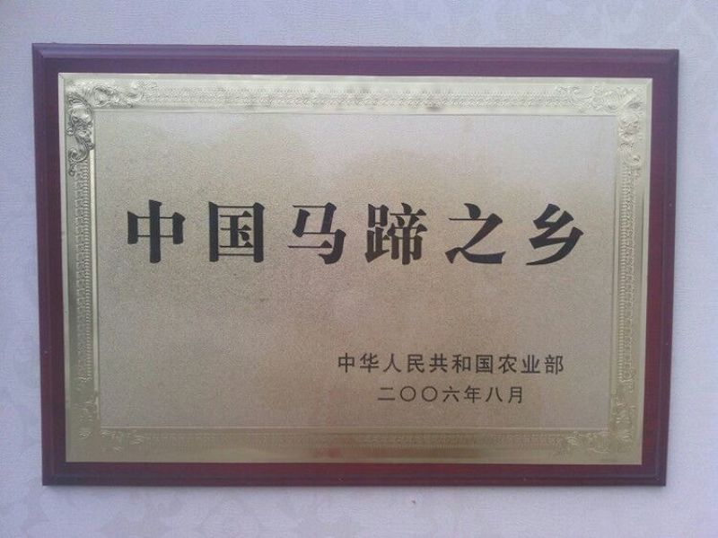 2020年新货荔浦马蹄荸荠水果马蹄大号五斤装一件代发
