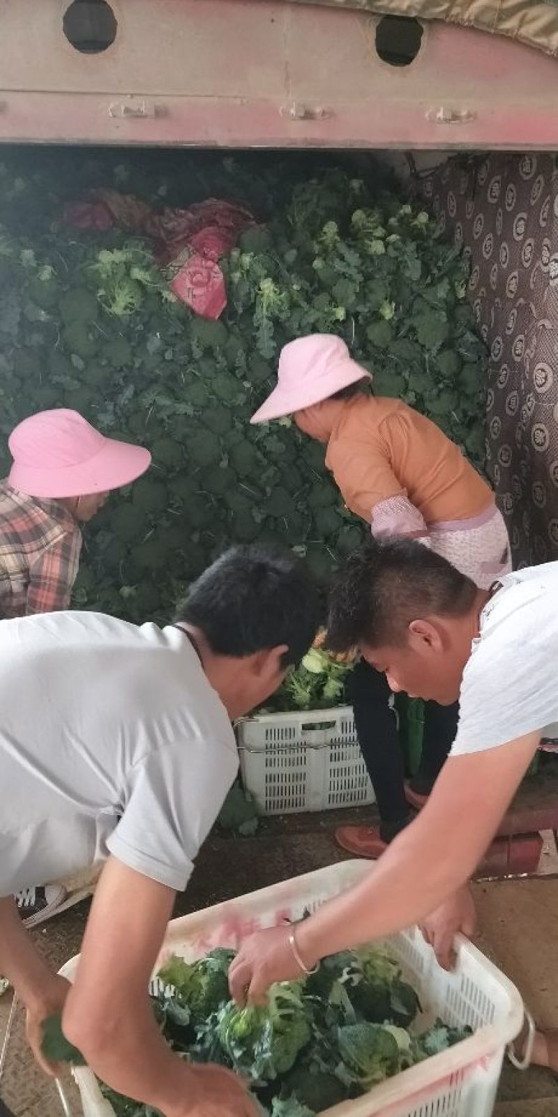耐寒优秀西兰花0.8~1.2斤