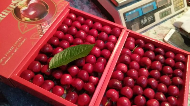 美早，红灯，先锋，大量上市。