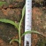 白芨种苗10~20cm