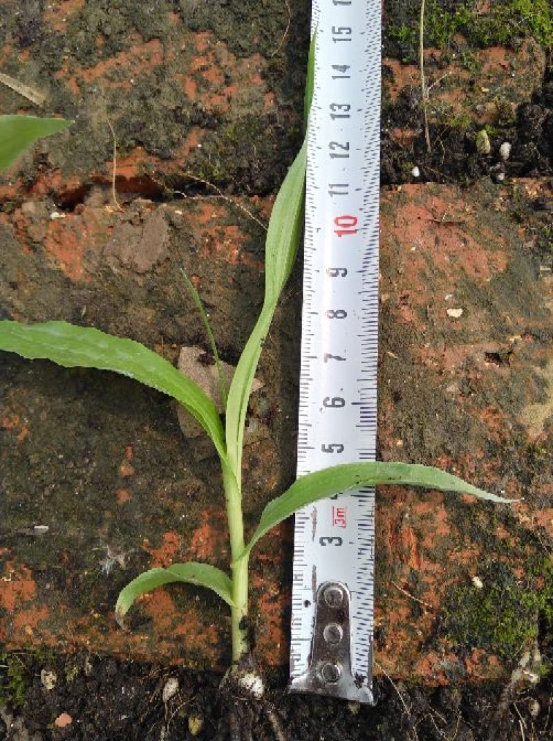 白芨种苗10~20cm