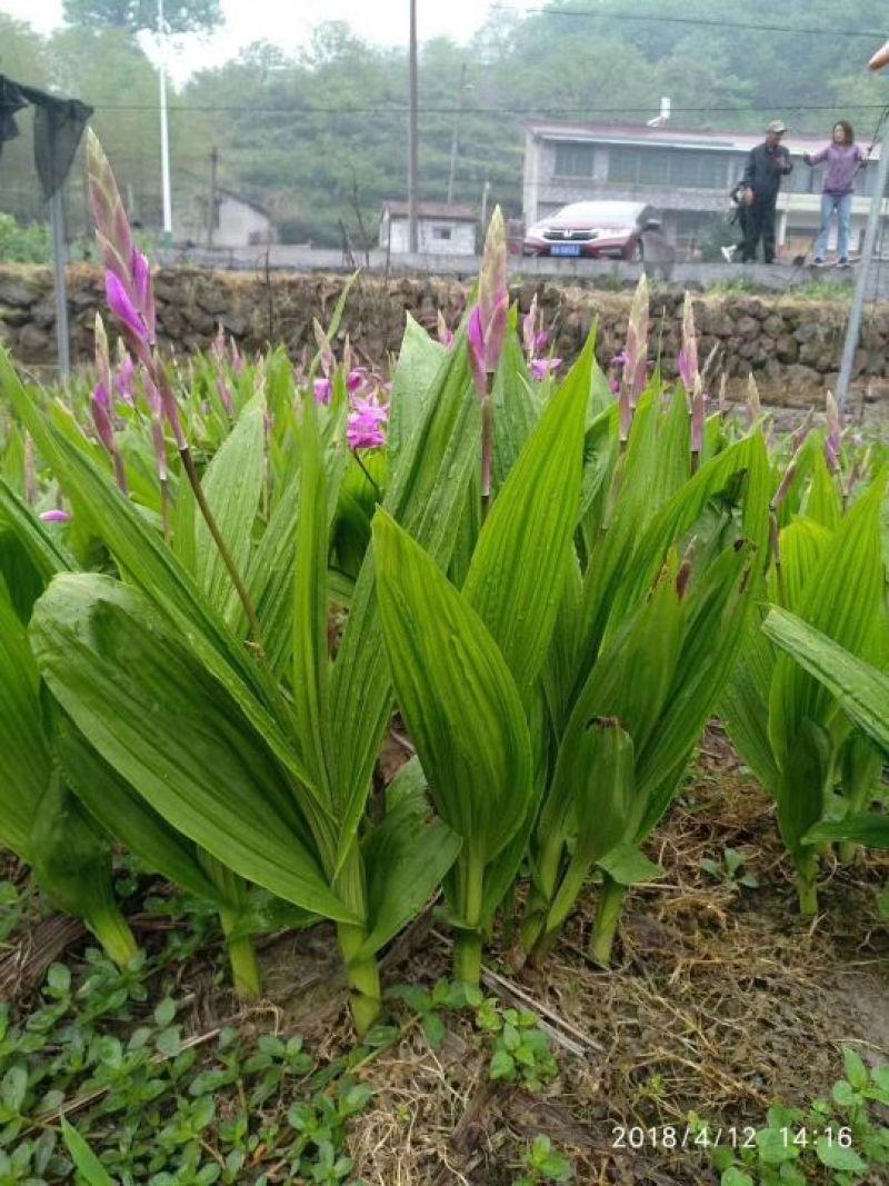 白芨种苗10~20cm
